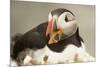 Puffin with Gaping Beak, Wales, United Kingdom, Europe-Andrew Daview-Mounted Photographic Print