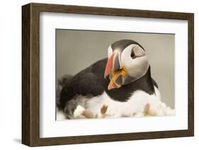 Puffin with Gaping Beak, Wales, United Kingdom, Europe-Andrew Daview-Framed Photographic Print