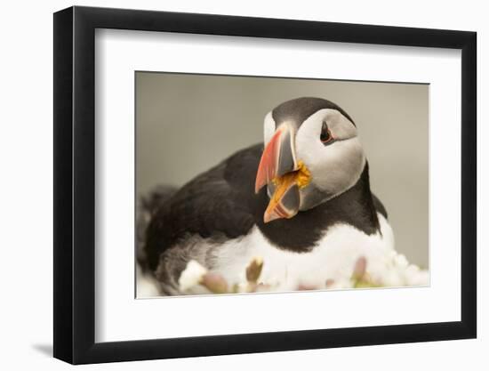 Puffin with Gaping Beak, Wales, United Kingdom, Europe-Andrew Daview-Framed Photographic Print