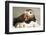 Puffin with Gaping Beak, Wales, United Kingdom, Europe-Andrew Daview-Framed Photographic Print