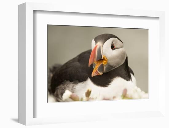 Puffin with Gaping Beak, Wales, United Kingdom, Europe-Andrew Daview-Framed Photographic Print