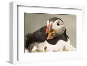 Puffin with Gaping Beak, Wales, United Kingdom, Europe-Andrew Daview-Framed Photographic Print