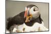 Puffin with Gaping Beak, Wales, United Kingdom, Europe-Andrew Daview-Mounted Photographic Print