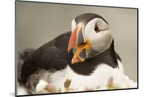 Puffin with Gaping Beak, Wales, United Kingdom, Europe-Andrew Daview-Mounted Photographic Print