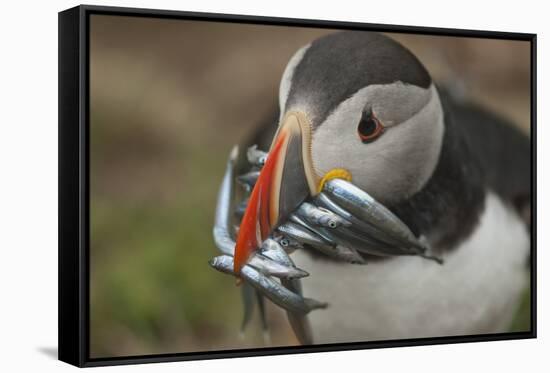 Puffin with Sand Eels in Beak, Wales, United Kingdom, Europe-Andrew Daview-Framed Stretched Canvas