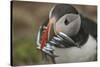 Puffin with Sand Eels in Beak, Wales, United Kingdom, Europe-Andrew Daview-Stretched Canvas