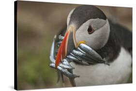 Puffin with Sand Eels in Beak, Wales, United Kingdom, Europe-Andrew Daview-Stretched Canvas