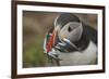 Puffin with Sand Eels in Beak, Wales, United Kingdom, Europe-Andrew Daview-Framed Photographic Print