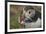 Puffin with Sand Eels in Beak, Wales, United Kingdom, Europe-Andrew Daview-Framed Photographic Print