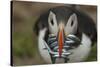 Puffin with Sand Eels in Beak, Wales, United Kingdom, Europe-Andrew Daview-Stretched Canvas