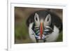 Puffin with Sand Eels in Beak, Wales, United Kingdom, Europe-Andrew Daview-Framed Photographic Print