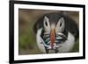 Puffin with Sand Eels in Beak, Wales, United Kingdom, Europe-Andrew Daview-Framed Photographic Print