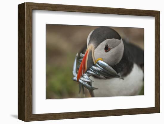 Puffin with Sand Eels in Beak, Wales, United Kingdom, Europe-Andrew Daview-Framed Photographic Print