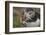 Puffin with Sand Eels in Beak, Wales, United Kingdom, Europe-Andrew Daview-Framed Photographic Print