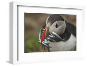 Puffin with Sand Eels in Beak, Wales, United Kingdom, Europe-Andrew Daview-Framed Photographic Print