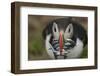 Puffin with Sand Eels in Beak, Wales, United Kingdom, Europe-Andrew Daview-Framed Photographic Print