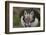 Puffin with Sand Eels in Beak, Wales, United Kingdom, Europe-Andrew Daview-Framed Photographic Print