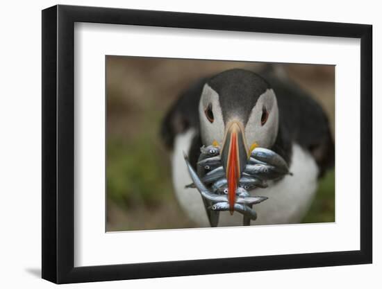 Puffin with Sand Eels in Beak, Wales, United Kingdom, Europe-Andrew Daview-Framed Photographic Print