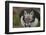 Puffin with Sand Eels in Beak, Wales, United Kingdom, Europe-Andrew Daview-Framed Photographic Print