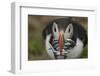 Puffin with Sand Eels in Beak, Wales, United Kingdom, Europe-Andrew Daview-Framed Photographic Print