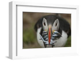 Puffin with Sand Eels in Beak, Wales, United Kingdom, Europe-Andrew Daview-Framed Photographic Print