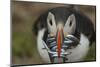 Puffin with Sand Eels in Beak, Wales, United Kingdom, Europe-Andrew Daview-Mounted Photographic Print