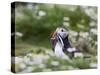 Puffin with Sand Eels-null-Stretched Canvas