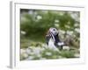 Puffin with Sand Eels-null-Framed Photographic Print