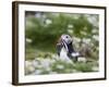 Puffin with Sand Eels-null-Framed Photographic Print