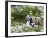 Puffin with Sand Eels-null-Framed Photographic Print