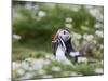 Puffin with Sand Eels-null-Mounted Photographic Print