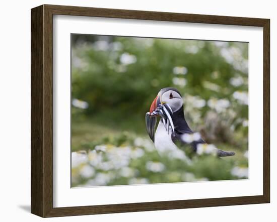 Puffin with Sand Eels-null-Framed Photographic Print