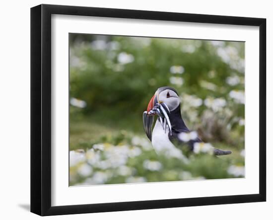 Puffin with Sand Eels-null-Framed Photographic Print