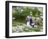 Puffin with Sand Eels-null-Framed Photographic Print