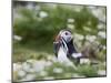 Puffin with Sand Eels-null-Mounted Photographic Print