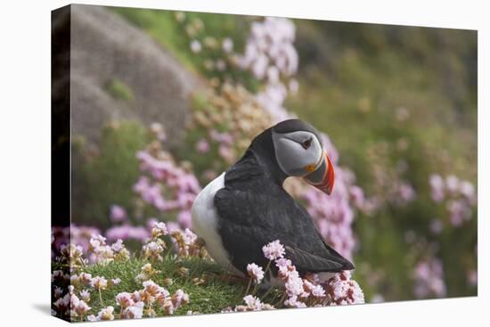 Puffin with Thrift-null-Stretched Canvas