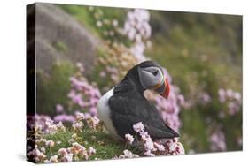 Puffin with Thrift-null-Stretched Canvas