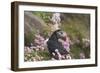 Puffin with Thrift-null-Framed Photographic Print