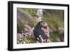 Puffin with Thrift-null-Framed Photographic Print