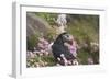 Puffin with Thrift-null-Framed Photographic Print