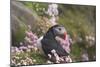 Puffin with Thrift-null-Mounted Photographic Print