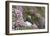 Puffin with Thrift-null-Framed Photographic Print