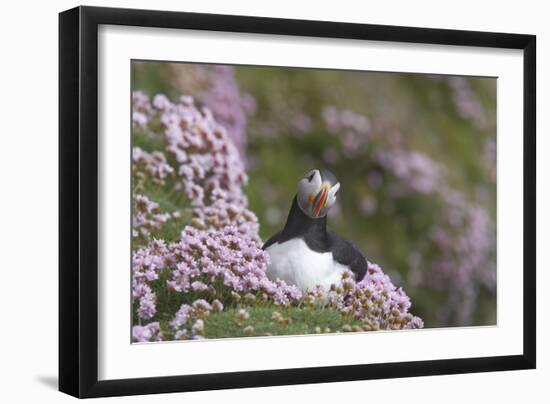 Puffin with Thrift-null-Framed Photographic Print