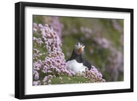 Puffin with Thrift-null-Framed Photographic Print