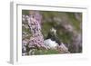 Puffin with Thrift-null-Framed Photographic Print