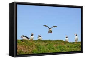 Puffin Wwii Flying Ace-Howard Ruby-Framed Stretched Canvas