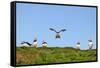 Puffin Wwii Flying Ace-Howard Ruby-Framed Stretched Canvas