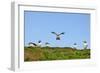 Puffin Wwii Flying Ace-Howard Ruby-Framed Photographic Print