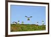 Puffin Wwii Flying Ace-Howard Ruby-Framed Photographic Print