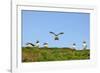 Puffin Wwii Flying Ace-Howard Ruby-Framed Photographic Print